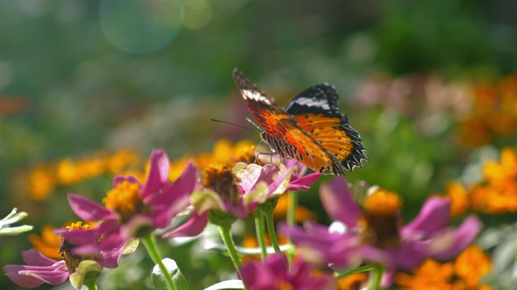 Beautiful orange butterfly perched on vibrant pink and orange flowers in sunlit garden, showcasing beauty of nature and biodiversity, Nature and Biodiversity.