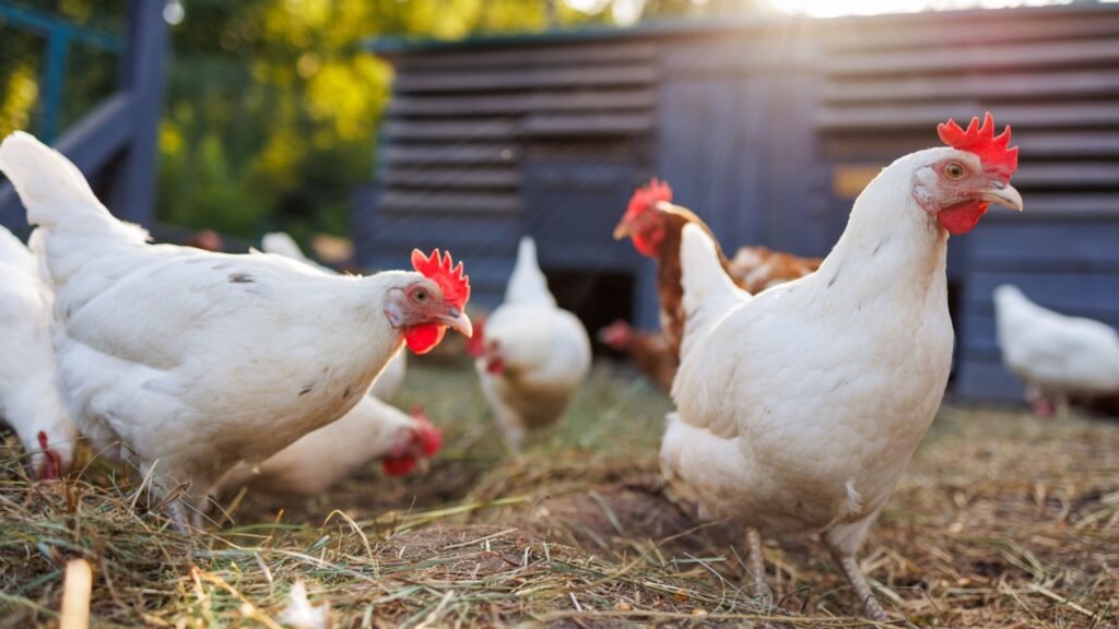 Group of chickens on a farm yard chicken eco farm, free range chickens and care of poultry, raising chickens on a poultry farm
