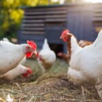 Group of chickens on a farm yard chicken eco farm, free range chickens and care of poultry, raising chickens on a poultry farm