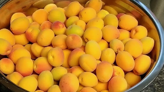 Apricots from my trees