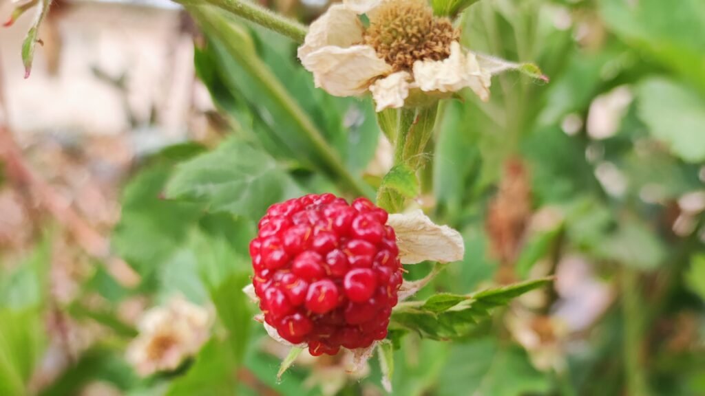 Blackberry ripening on the bush