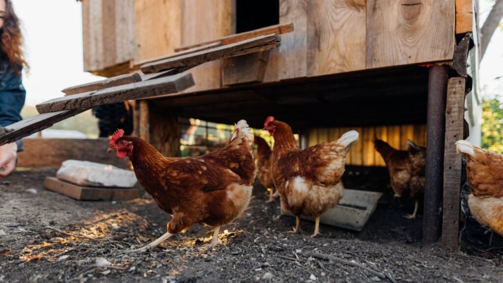 Red hens graze on a free-range organic farm Organic farm life, grazing red hens outside the chicken coop on a summer day