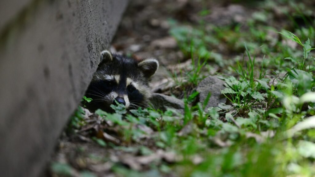 The high-angle view of a racoon hiding under the garden wall