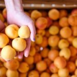 view from above of woman's hands picking apricots from a wooden crate