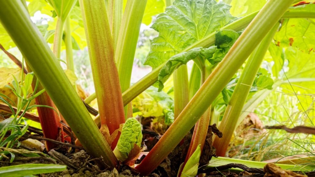 A closeup of Rhubarb growing in a garden in southern Germany