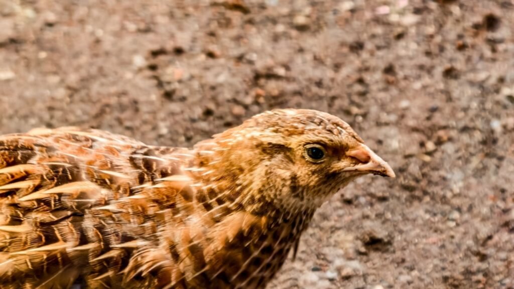 A detailed close-up of a quail in its natural environment. The intricate patterns of its plumage are highlighted, showcasing the bird's adaptation to its surroundings