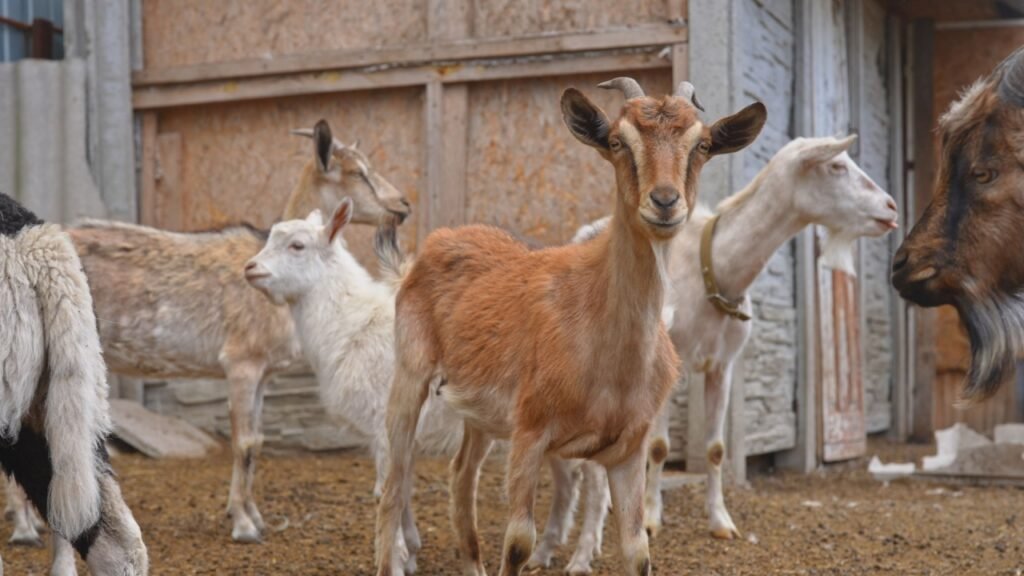 A group of goats is gathered in a farm enclosure, showcasing a mix of different breeds and colors.