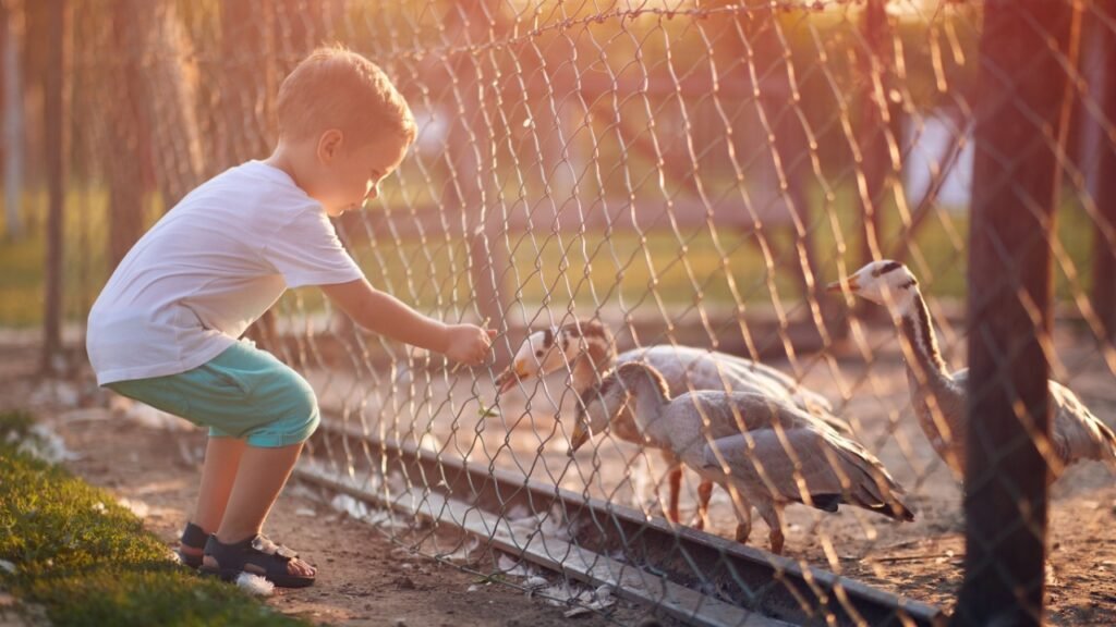 A little boy feeding ducks in the coop through the fence on a beautiful sunny day. Farm, countryside, summer