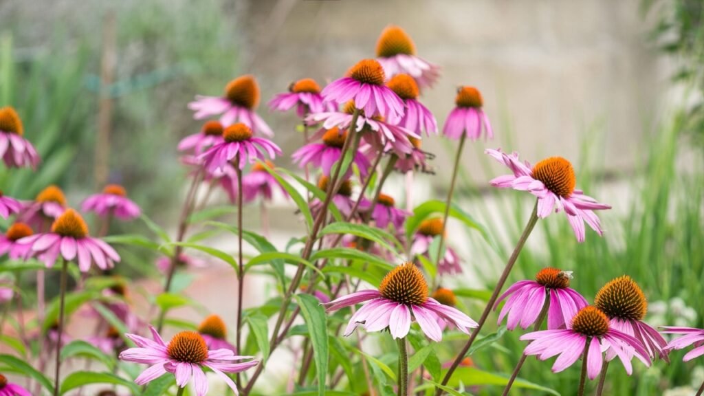 A vibrant Echinacea purpurea flower garden with a walkway