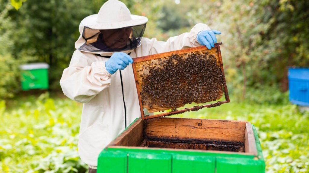 Beekeeper on apiary. Beekeeper is working with bees and beehives on the apiary.