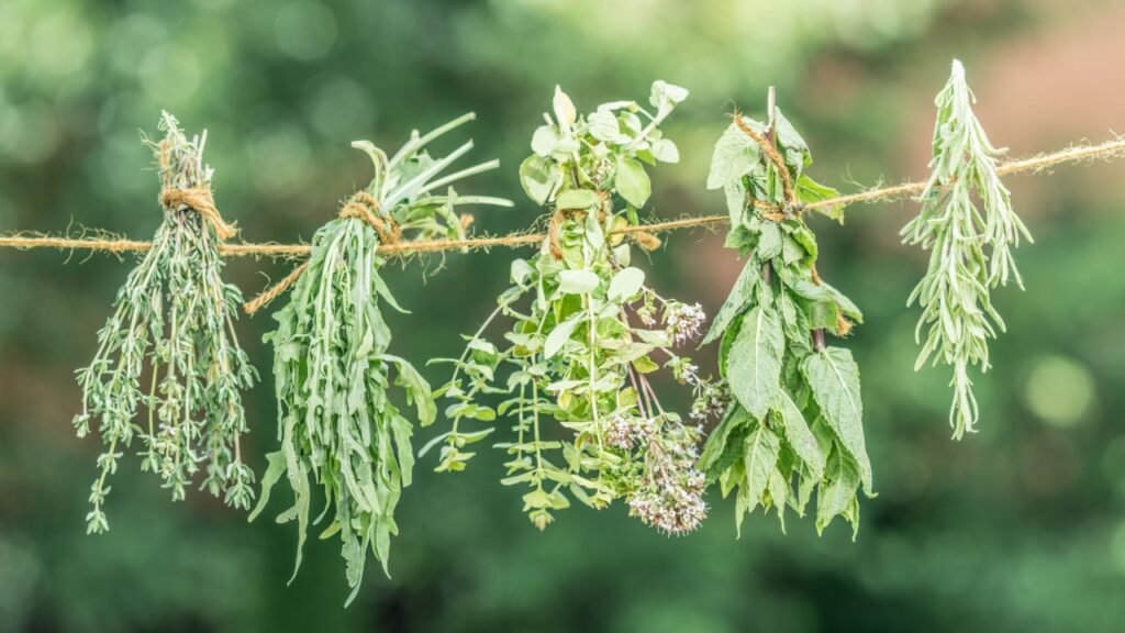Bundles of flavoured herbs drying on the open air. Nature background.
