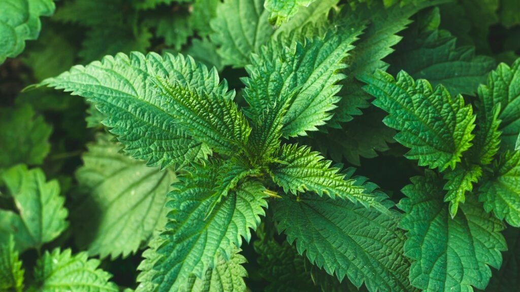 Bush of stinging-nettles. Nettle leaves. Top view. Botanical pattern. Greenery common nettle.