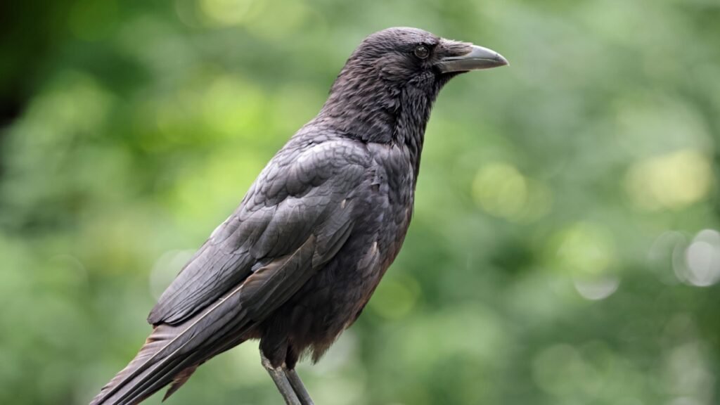 Carrion Crow (Corvus corone) in park close up