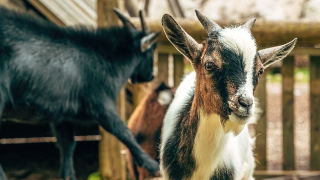 Close-up of an african goat on a farm, symbolizing rural life, agriculture, and traditional livestock farming. Selective focus.