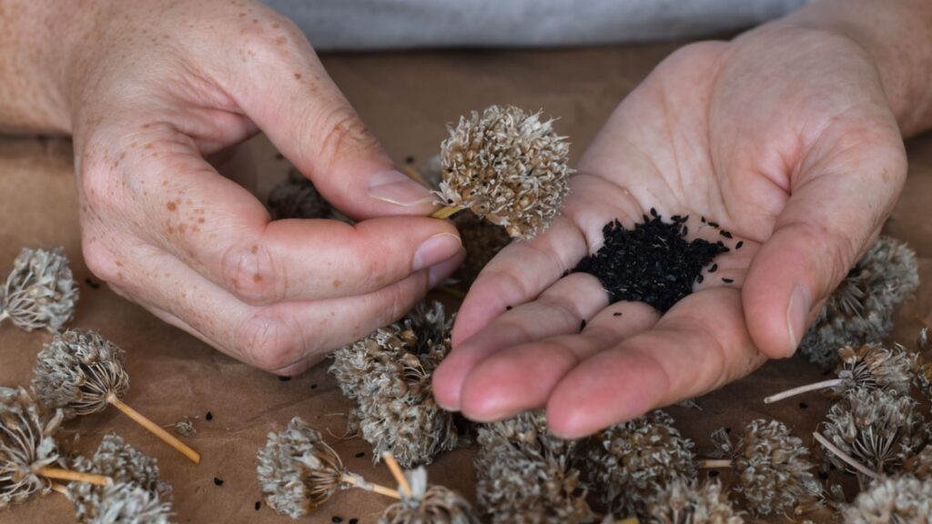 Closeup woman collecting seeds from dry chives flowers into palms of her hands