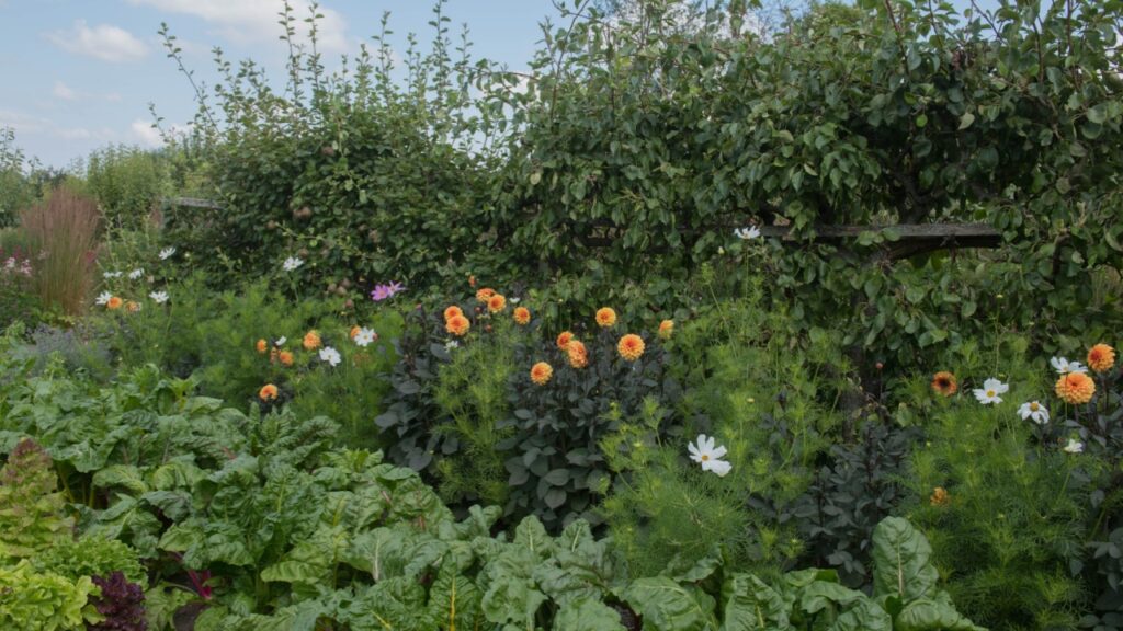 Companion Planting of Fruit Trees, Flowers and Home Grown Organic Vegetables on an Allotment in a Vegetable Garden in Rural Somerset, England, UK