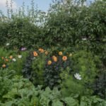 Companion Planting of Fruit Trees, Flowers and Home Grown Organic Vegetables on an Allotment in a Vegetable Garden in Rural Somerset, England, UK