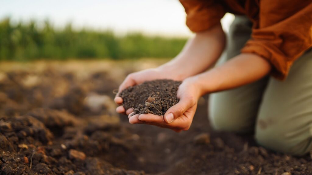 Female hands touching soil on the field. Idea of a rich harvest.