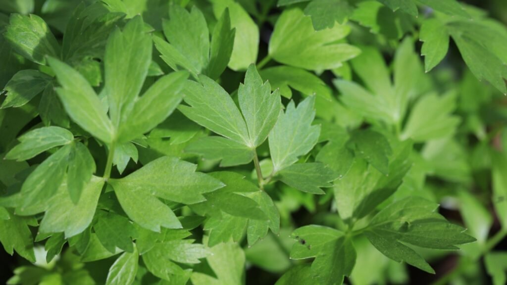 Fresh lovage in a kitchen garden