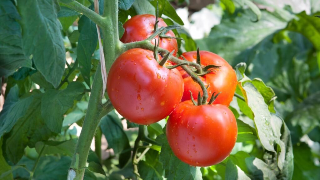 Growing red tomatoes in greenhouse