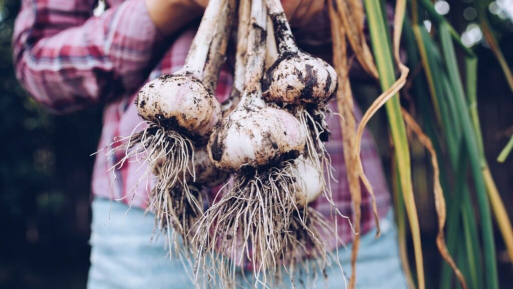 Harvesting garlic in the garden. Farmer with freshly harvested vegetables, organic farming concept.