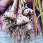 Harvesting garlic in the garden. Farmer with freshly harvested vegetables, organic farming concept.
