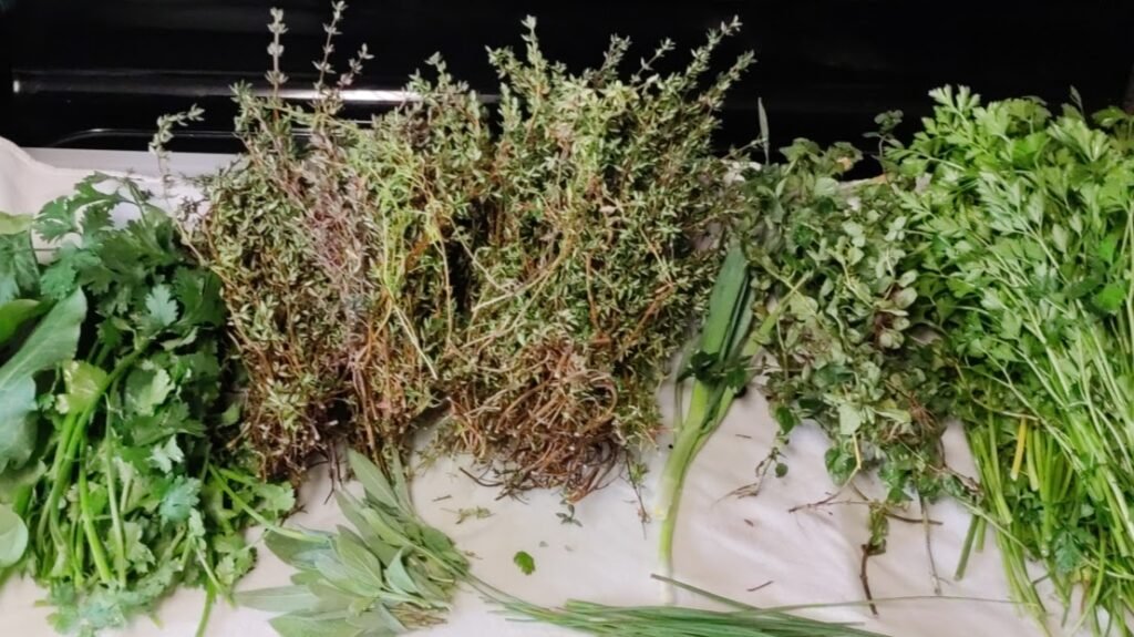 Harvested herbs