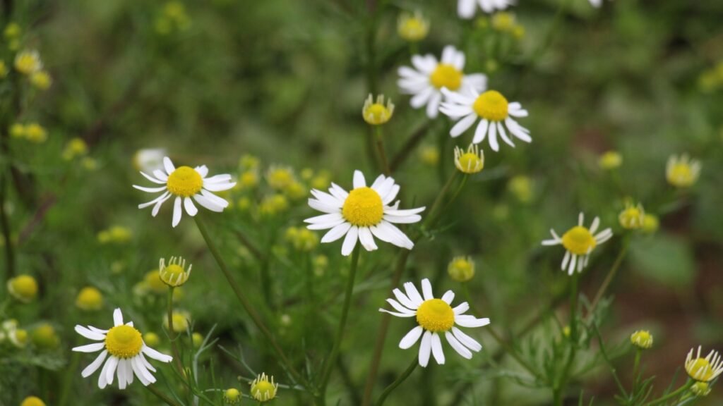Medicinal chamomile (Matricaria recutita, Matricaria chamomilla) blooms in the meadow among the of wild grasses