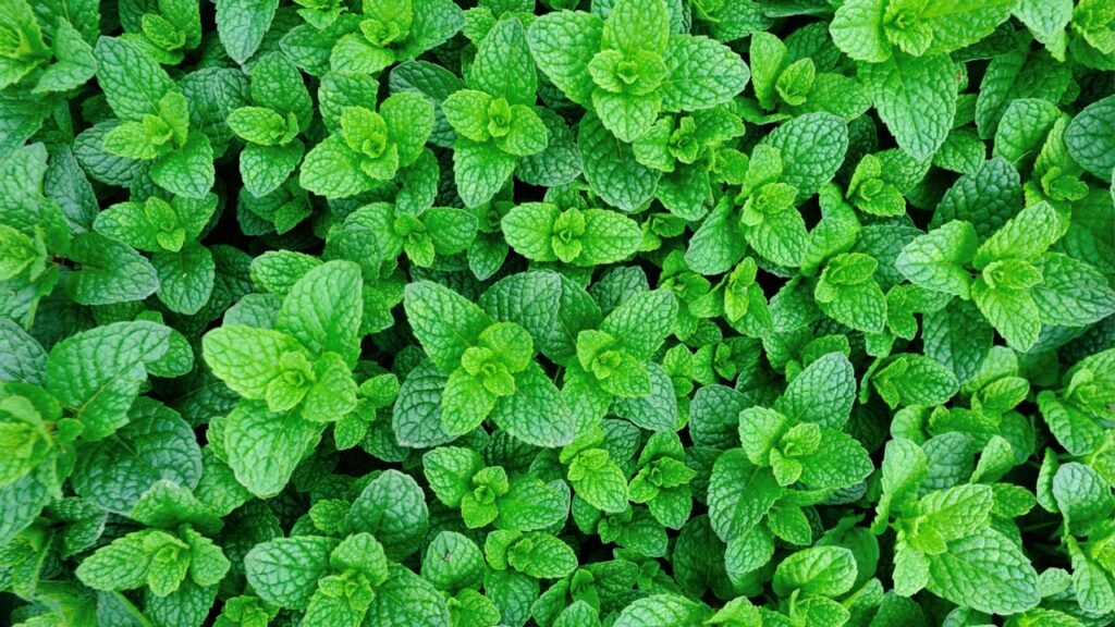 Mint plant grow at vegetable garden