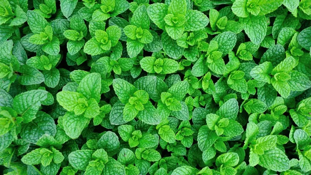 Mint plant grow at vegetable garden