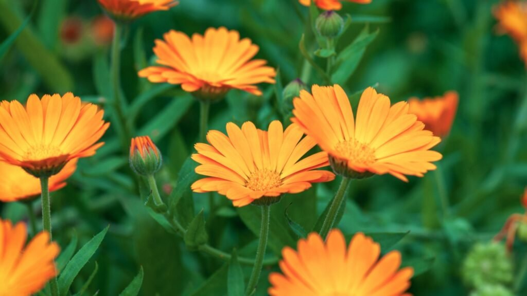Orange Calendula flowers growing in the garden