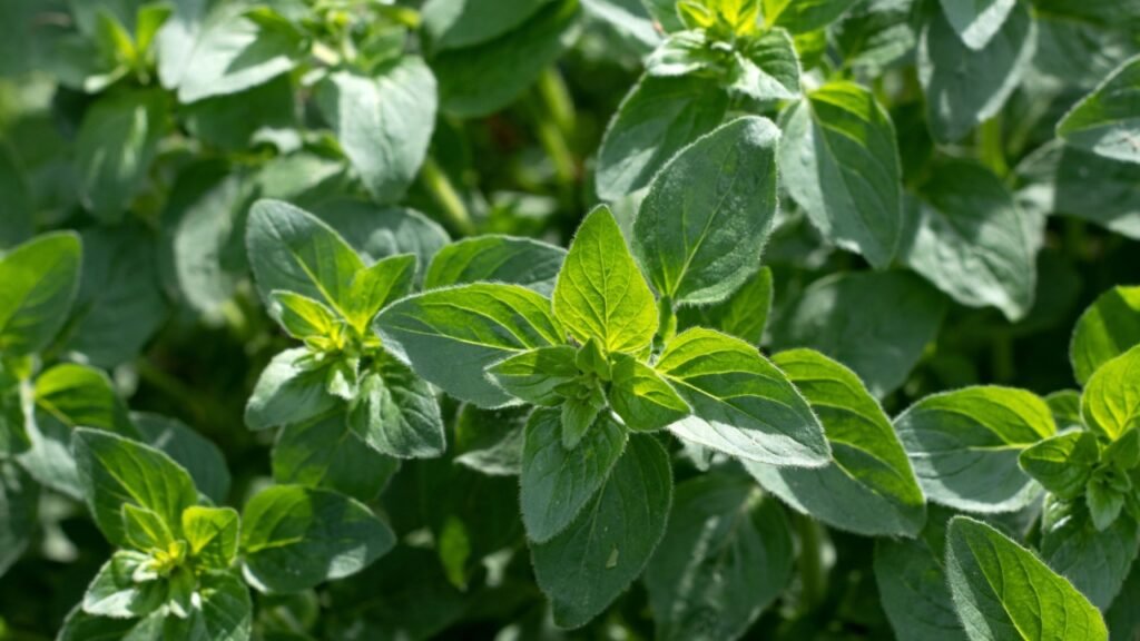 Oregano bright green furry new leaves Origanum vulgare. Fresh oregano growing in the herb garden. Cuisine herbs. Summer natural organic healthy food.