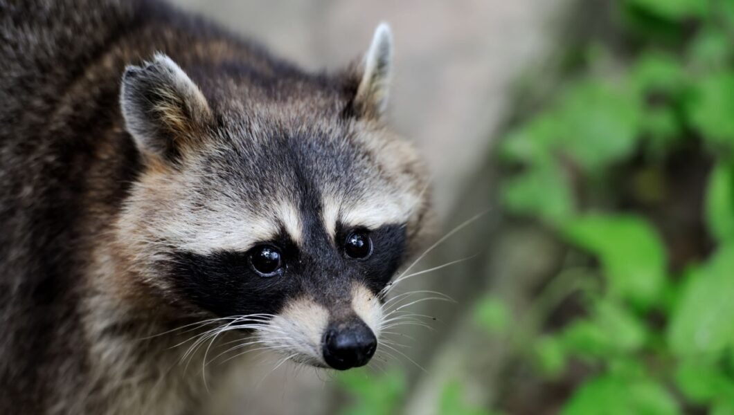 Raccoon in the forest in the natural environment