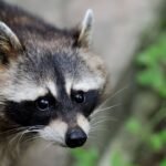Raccoon in the forest in the natural environment