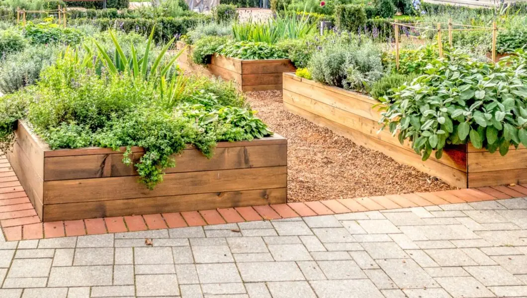 Raised beds in an urban garden growing plants herbs spices and vegetables