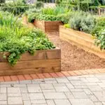 Raised beds in an urban garden growing plants herbs spices and vegetables