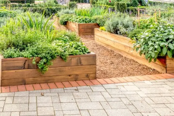 Raised beds in an urban garden growing plants herbs spices and vegetables
