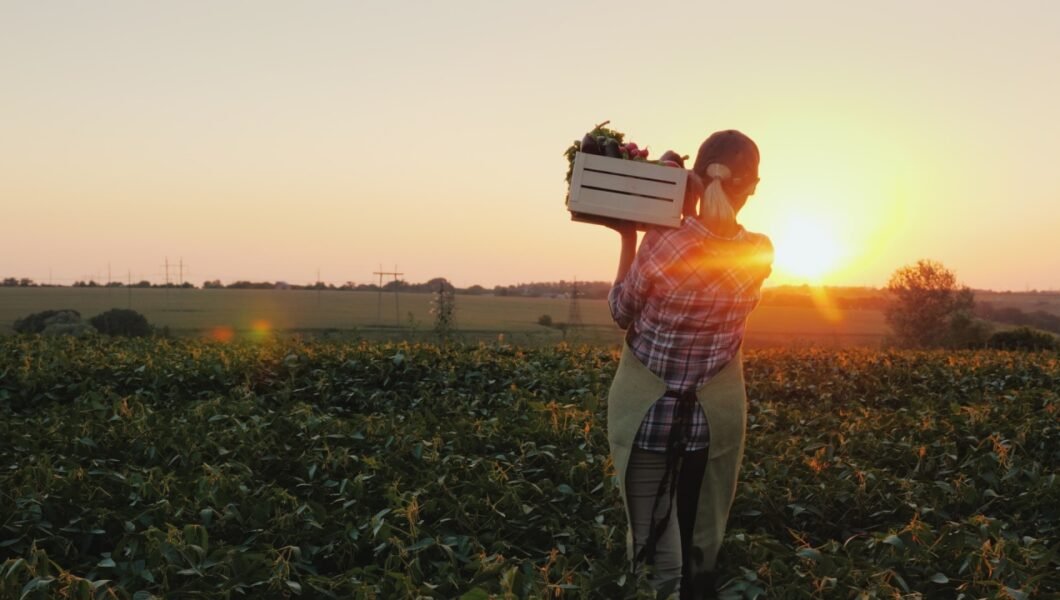 Rear view: A female farmer with a box of fresh vegetables walks along her field. Healthy Eating and Fresh Vegetables