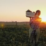 Rear view: A female farmer with a box of fresh vegetables walks along her field. Healthy Eating and Fresh Vegetables