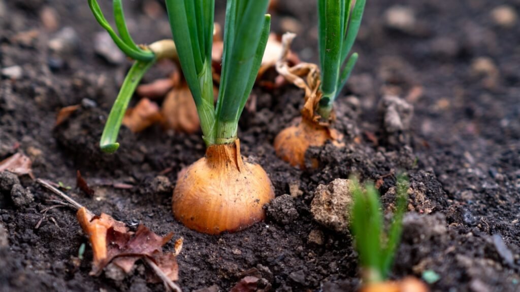 Sprouted onion bulbs in the ground. Selective focus. nature.