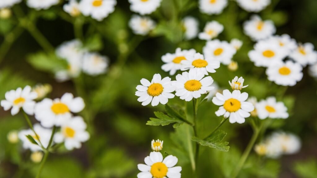 Tanacetum parthenium (feverfew) flowers in a garden. Perennial herbaceous plant of the genus tansy Aster family. Widespread and popular decorative garden and medicinal plant.