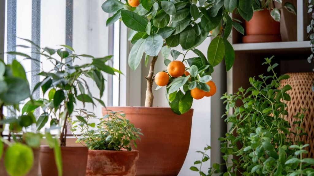 Tangerine tree with fruits in terracotta pot on windowsill at home. Calamondin citrus and houseplants, mint herb, lemon balm. Indoor gardening concept. Citrus plant for interior. Selective soft focus