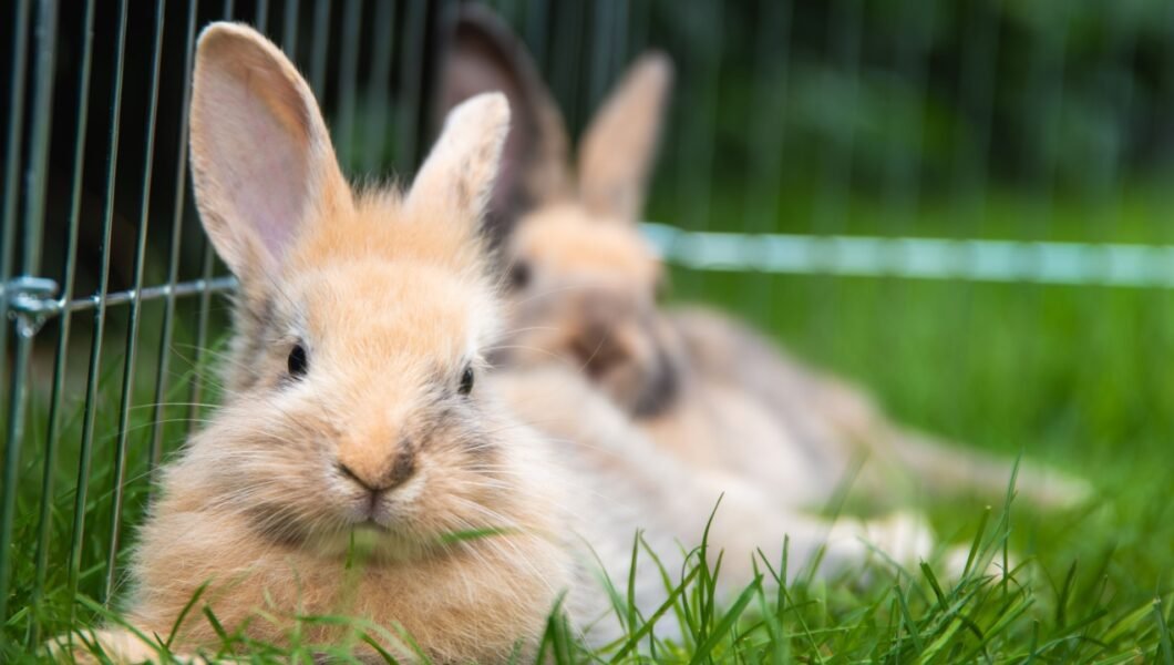 Two rabbits lying on a grass in shade hiding from summer sun heat