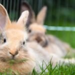 Two rabbits lying on a grass in shade hiding from summer sun heat