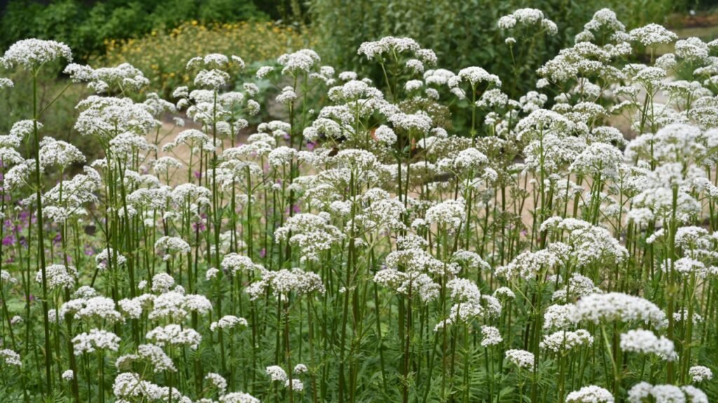 Valerian, Valeriana officinalis, is a wild plant with white flowers. It is an important medicinal plant and is also used in medicine.