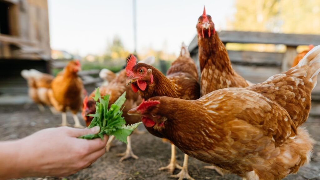 Woman's hand feeding green leaves to a group of hens on a farm. Sustainable living with free-range chicken feeding. A glimpse into eco-friendly agriculture