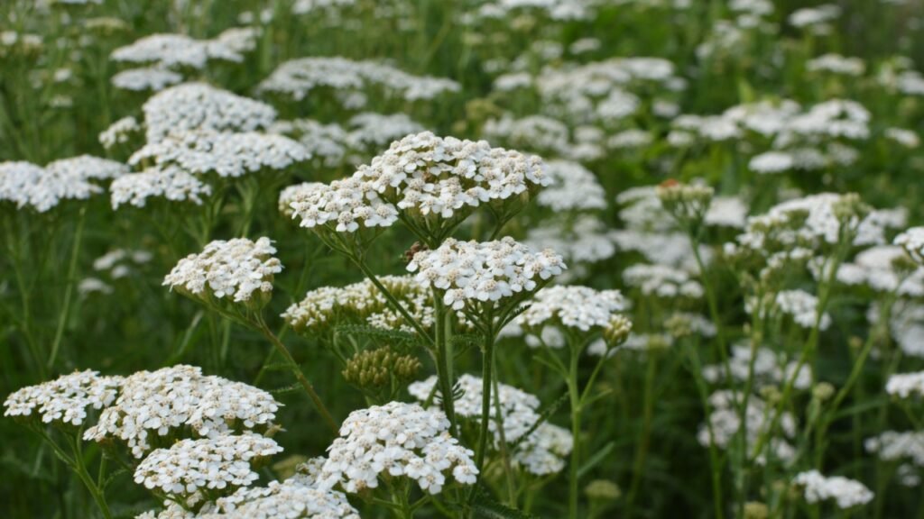 Yarrow (Achillea) blooms in the wild among grasses