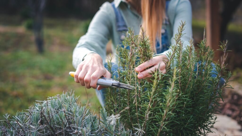 Young happy woman cutting rosemary branches with pruning shears in the garden of  house