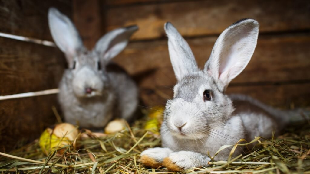 Young rabbits in a hutch (European Rabbit - Oryctolagus cuniculus)
