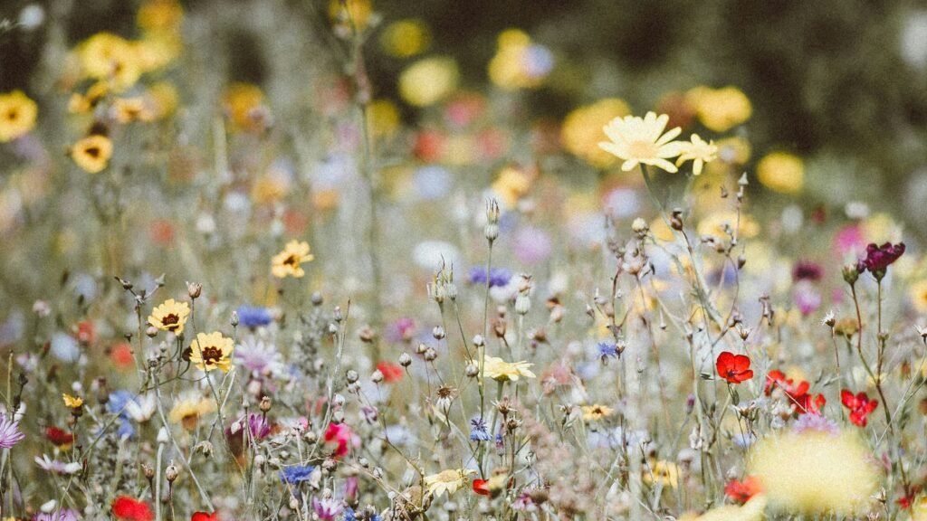 beautiful field of wildflowers